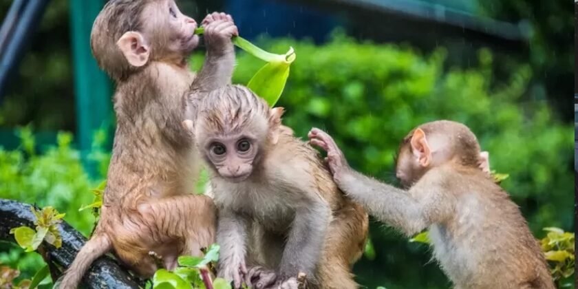 അമേരിക്കയിലെ ഗവേഷണ കേന്ദ്രത്തില് നിന്ന് കുരങ്ങുകൾ ചാടിപ്പോയി